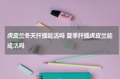 虎皮兰冬天扦插能活吗 夏季扦插虎皮兰能成活吗