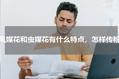 风媒花和虫媒花有什么特点，怎样传粉