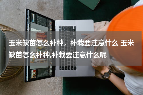 玉米缺苗怎么补种，补栽要注意什么 玉米缺苗怎么补种,补栽要注意什么呢
