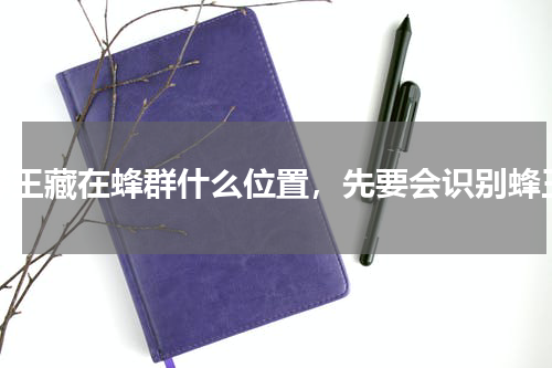 蜂王藏在蜂群什么位置，先要会识别蜂王