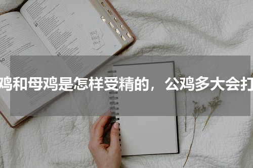 公鸡和母鸡是怎样受精的，公鸡多大会打鸣
