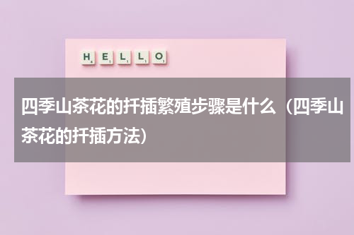 四季山茶花的扦插繁殖步骤是什么（四季山茶花的扦插方法）