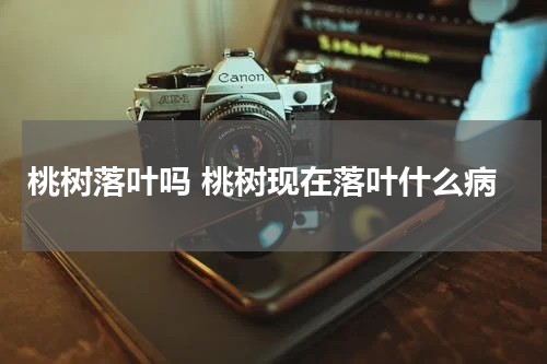 桃树落叶吗 桃树现在落叶什么病