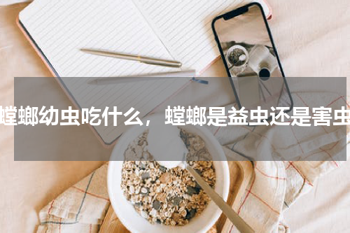 螳螂幼虫吃什么，螳螂是益虫还是害虫