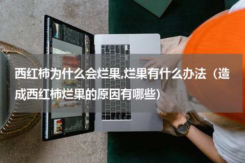 西红柿为什么会烂果,烂果有什么办法（造成西红柿烂果的原因有哪些）