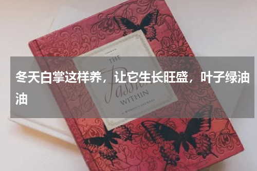 冬天白掌这样养，让它生长旺盛，叶子绿油油
